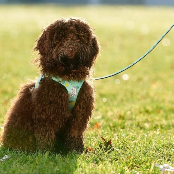 RC Pets Product - Pineapple Hook & Loop Mesh Harness - Picture 3 of 6